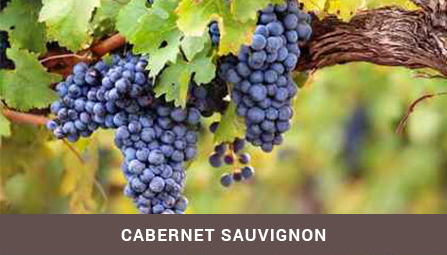 cabernet sauvignon