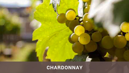 chardonnay