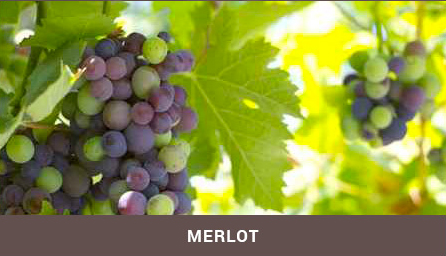 merlot