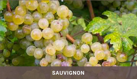 sauvignon