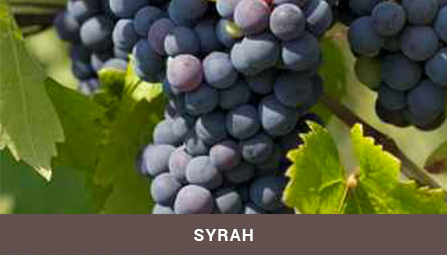 syrah